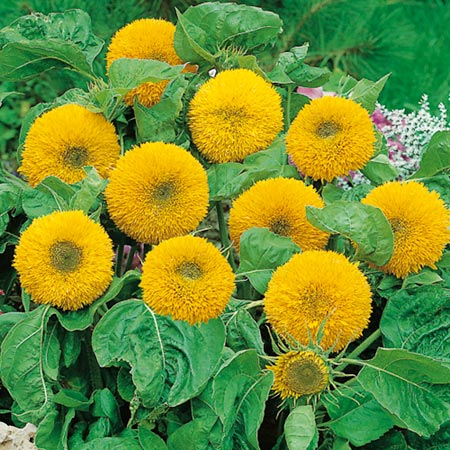 Unbranded Sunflower Teddy Bear Seeds Average Seeds 45