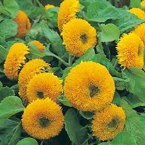 Unbranded Sunflower Teddy Bear Seeds