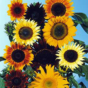 Unbranded Sunflower The Bees Knees F1 Seeds