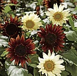 Unbranded Sunflower Total Eclipse Seeds 426115.htm