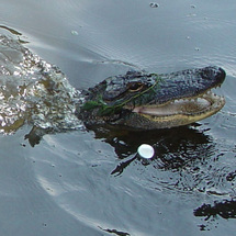 Unbranded Swamp and Bayou Tour - Adult