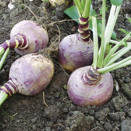 Unbranded Swede Helenor Seeds Average Seeds 900
