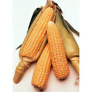 Unbranded Sweet Corn Conqueror F1 Hybrid Seeds