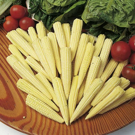 Unbranded Sweet Corn Minipop F1 Seeds Average Seeds 120