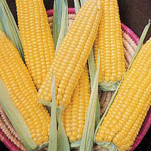 Unbranded Sweet Corn Ovation F1 Seeds