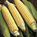 Unbranded Sweet Corn Rising Sun F1 Seeds 438622.htm