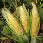 Unbranded Sweet Corn Sweetie Pie F1 Seeds