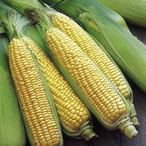 Unbranded Sweet Corn Swift F1 Seeds