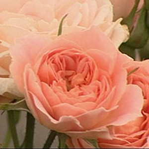 Unbranded Sweet Dream Patio Rose (pre-order now)