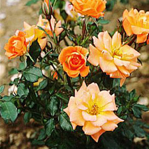 Unbranded Sweet Magic Patio Rose (pre-order now)