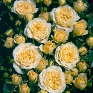 Unbranded Sweet Memories  Patio Rose