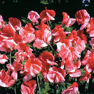 Unbranded Sweet Pea America Seeds