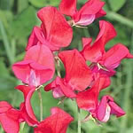 Unbranded Sweet Pea Annie Gilroy Seeds 413164.htm