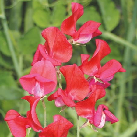 Unbranded Sweet Pea Annie Gilroy Seeds (Lathyrus odoratus)
