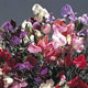 Unbranded Sweet Pea Antique Fantasy Mixed Seeds