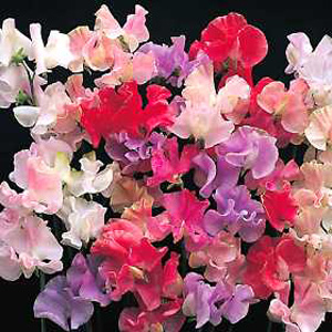 Unbranded Sweet Pea Astronaut Mixed Seeds
