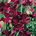 Unbranded Sweet Pea Beaujolais Seeds 145187.htm