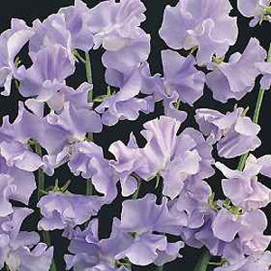 Unbranded Sweet Pea Chatsworth Seeds
