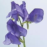 Unbranded Sweet Pea Collection Seeds 414283.htm