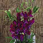 Unbranded Sweet Pea Cupani (Plugs of Plants) 401821.htm