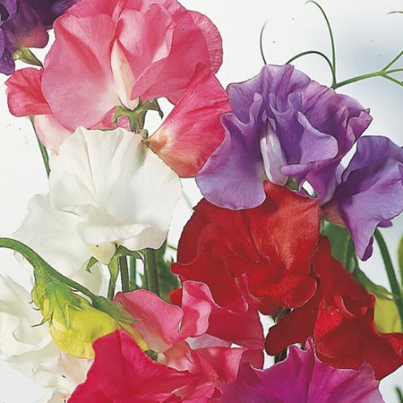 Unbranded Sweet Pea Dobies Giant Waved Mixed Seeds Average