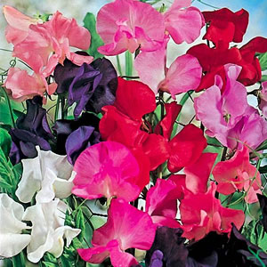 Sweet Pea Early Fragrance Mix Seeds