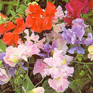 Unbranded Sweet Pea Early Mammoth Mixed Seeds