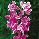Unbranded Sweet Pea Eclipse (Plugs of Plants)