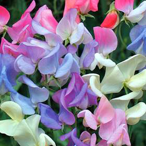 Unbranded Sweet Pea Elegant Ladies Seeds