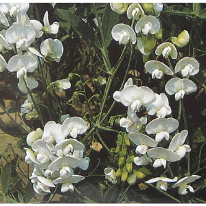 An essential cottage garden climber  producing attractive  crystal white blooms amid blue-green  nar