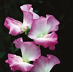 Unbranded Sweet Pea Exhibition Collection (Plugs of Plants)