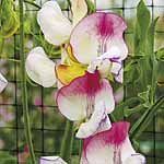 Unbranded Sweet Pea Fire and Ice Plants 405361.htm