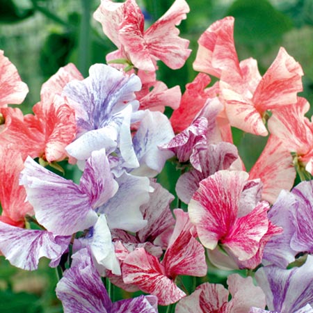 Unbranded Sweet Pea Flake Mixed Seed Average Seeds 25