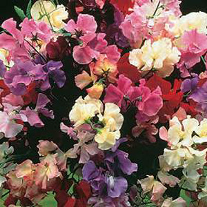 A climber mixture with an outstanding fragrance and the widest colour range. Flowers summer. Average