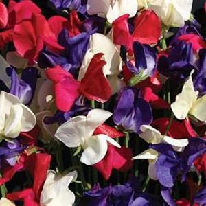 Unbranded Sweet Pea Flying the Flag Seeds