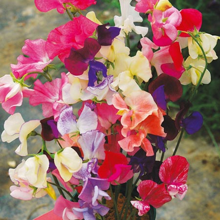 Unbranded Sweet Pea Fragrance First Plants Pack of 15