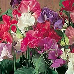 Unbranded Sweet Pea Galaxy Mixed Seeds - Twinpack 413997.htm
