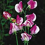 Unbranded Sweet Pea Heirloom Collection (Plugs of Plants)