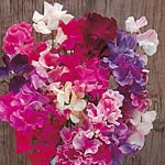 Unbranded Sweet Pea Horizon Mixed Seeds 413210.htm