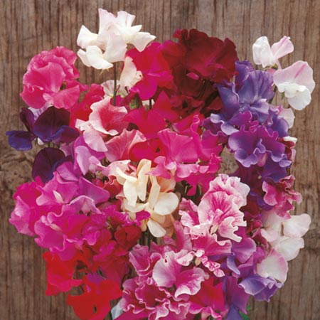 Unbranded Sweet Pea Horizon Mixed Seeds Average Seeds 25