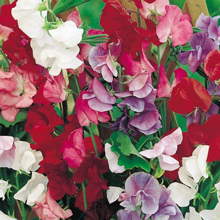 Unbranded Sweet Pea Jet Set Mixed Seeds Average Seeds 25