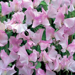 Unbranded Sweet Pea Lavender Striped Seeds