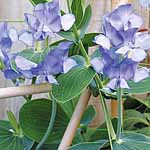 Unbranded Sweet Pea Lord Anson (Plugs of Plants)
