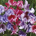 Unbranded Sweet Pea Madame Butterfly Seeds 413049.htm