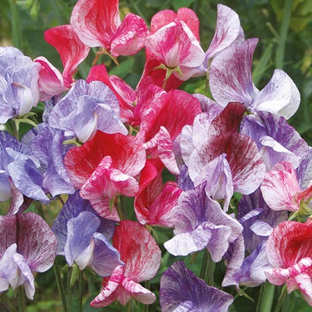 Unbranded Sweet Pea Madame Butterfly Seeds Average Seeds 25