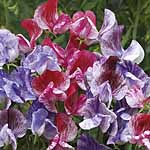 Unbranded Sweet Pea Madame Butterfly Seeds