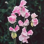 Unbranded Sweet Pea Mollie Rilestone Seeds 413067.htm