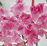 Unbranded Sweet Pea Mrs Bernard Jones (Plugs of Plants)