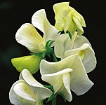 Unbranded Sweet Pea Mrs Collier (Plugs of Plants)