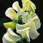 Unbranded Sweet Pea Mrs Collier (Plugs of Plants) 401861.htm